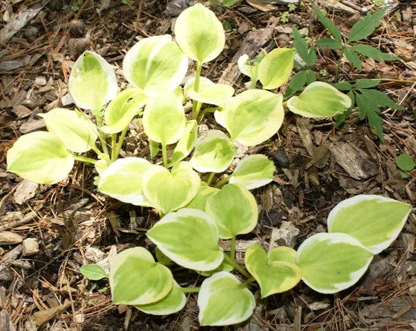 Heavenly Tiara Hosta