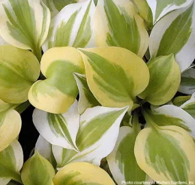 Heavenly Tiara Hosta