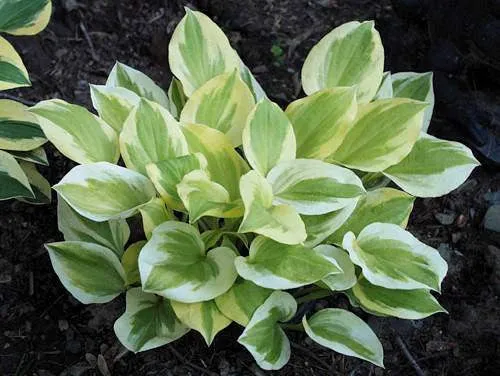 Heavenly Tiara Hosta