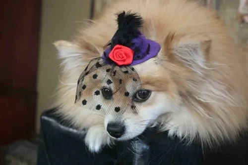 Purple Mini Hat with Veil