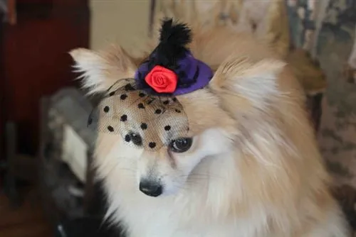 Purple Mini Hat with Veil